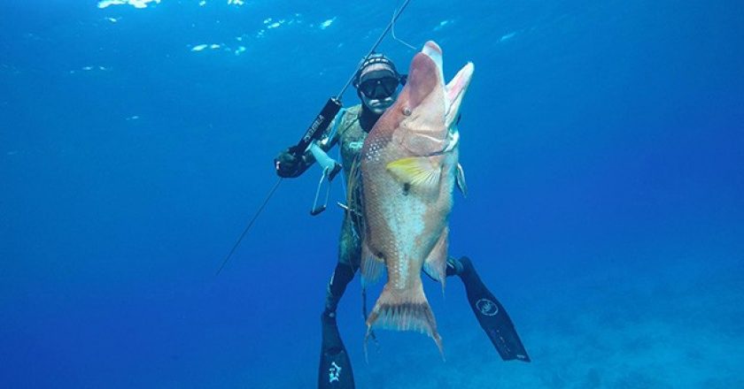 Spearfishing in the Bahamas using a Hawaiian Sling