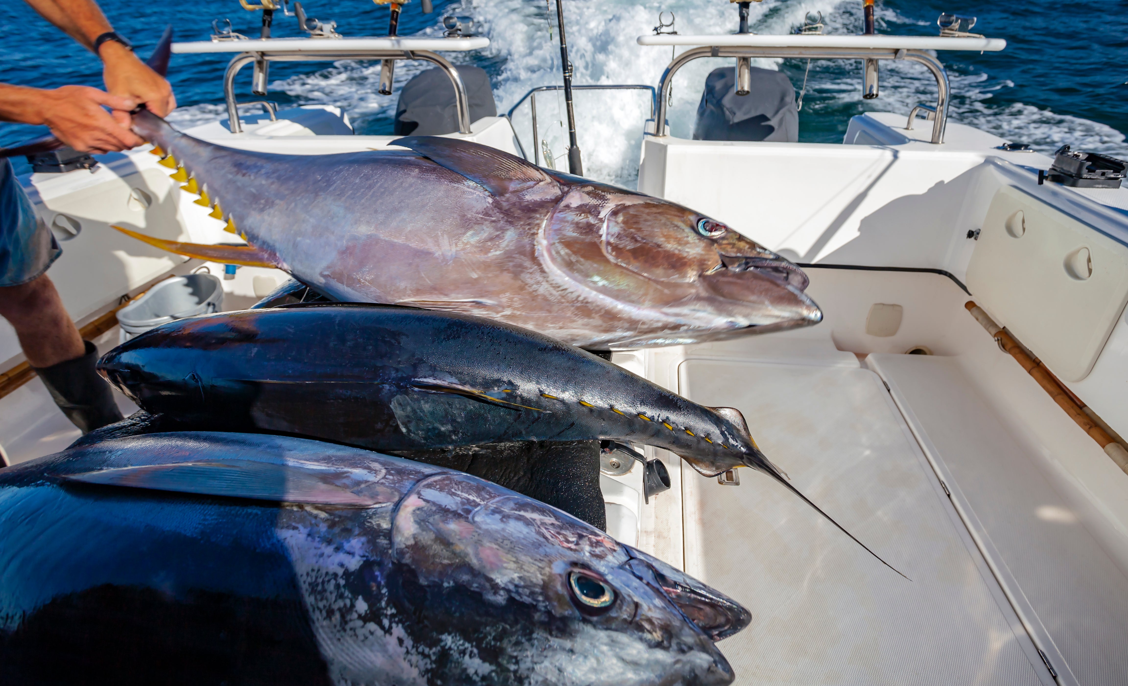 Best Way to Keep Fish Fresh After Catching